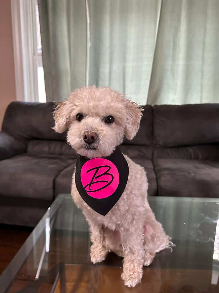 Amber, our furry office friend